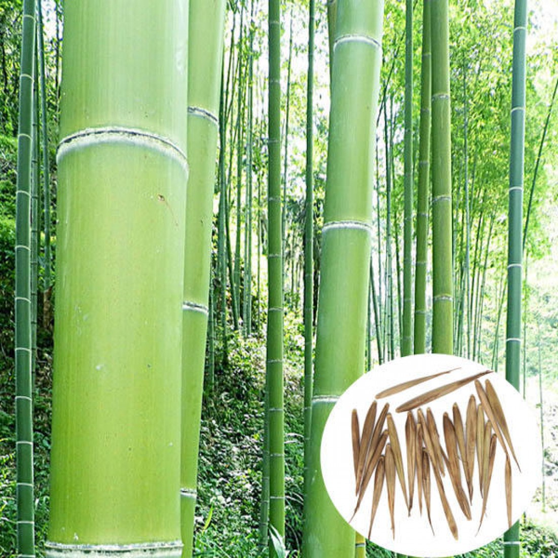 Phyllostachys Moso